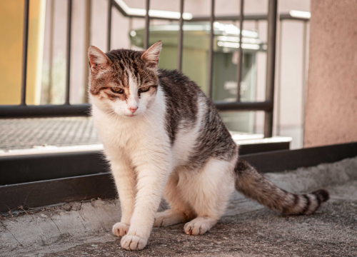 Fotografija 22 - stara cesta