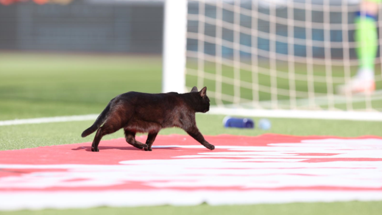 Crna mačka donijela nesreću Hajduku, Dinamo slavio na Poljudu, Torcida i Boysi se 'pošibali' prije utakmice