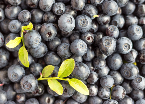 Svi znamo da su borovnice bogate antioksidansima, ali nisu jedine