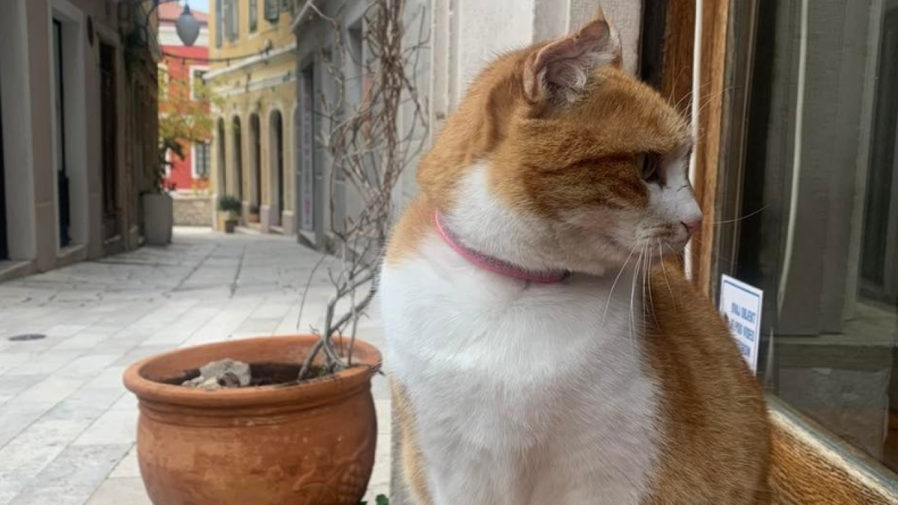 Maca Brigite zaštitno je lice Male lože, a od jučer joj se gubi trag