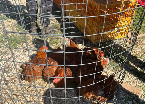 Fotografija 24 - Mirisi janjca i šušur tradicije: Ekipa ŠibenikIN-a jutros na benkovačkom sajmu