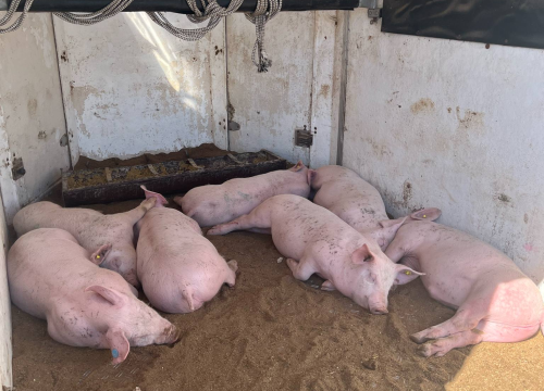 Fotografija 27 - Mirisi janjca i šušur tradicije: Ekipa ŠibenikIN-a jutros na benkovačkom sajmu