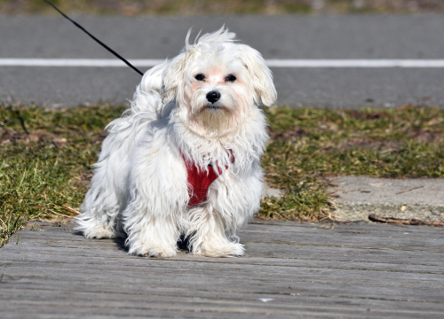 Trener pasa istaknuo je tri razloga zbog kojih psi u šetnji vuku na povodcu