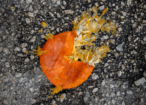 Fotografija 28 - rokici