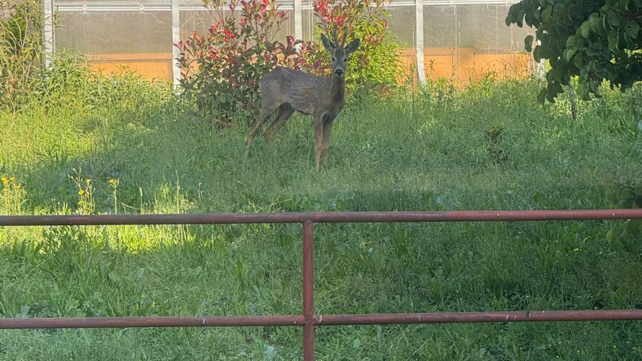 Diskretni podsjetnik na suživot: Neočekivani gost razveselio zaposlenike HRT-a u Kninu