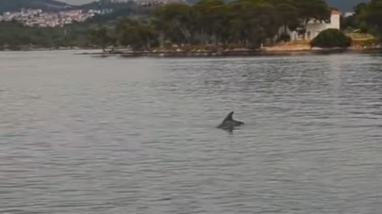 Iz Javne ustanove priroda mole građane da jave ako vide ozlijeđenog dupina