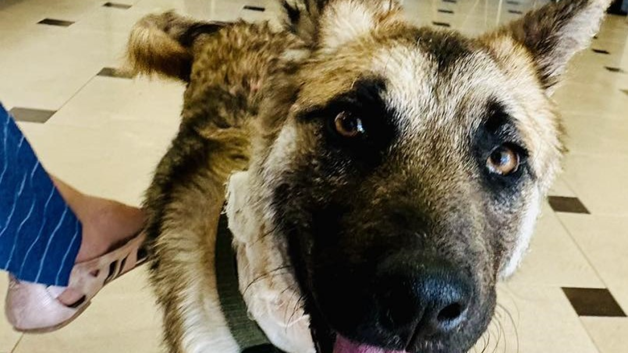 Šibenske šape uputile snažan apel: 'Ne okrećite glavu, prijavite zlostavljanja životinja'