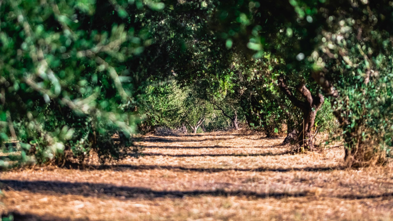 Svađa u masliniku: Muškarac (58) trimerom napao 47-godišnjaka i ozlijedio mu glavu