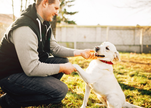 Posebno privrženi: Ove pasmine teško podnose odvajanje od vlasnika