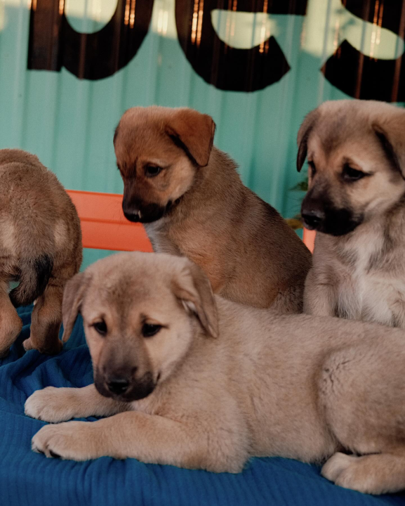 Splitska Zaklada Bestie i djelatnici NP Krka spasili štence kod Roškog slapa
