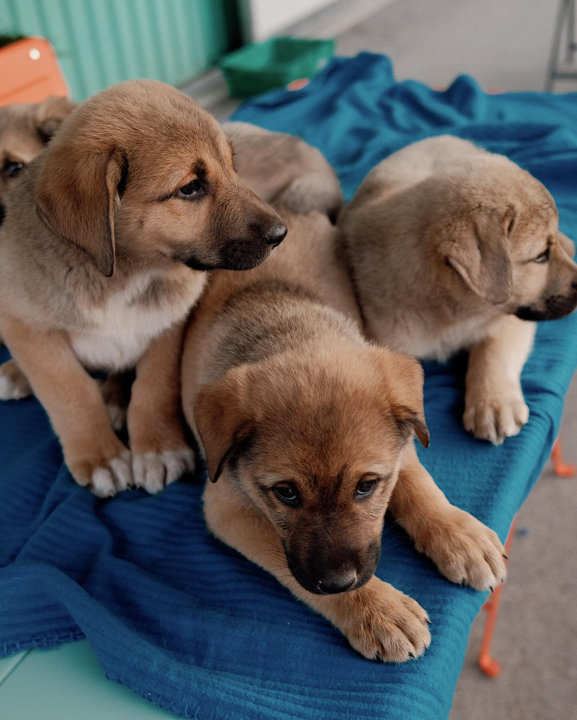 Splitska Zaklada Bestie i djelatnici NP Krka spasili štence kod Roškog slapa