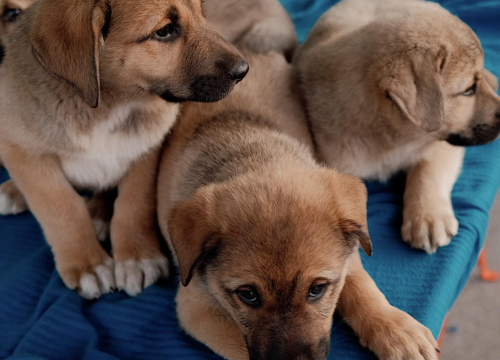Fotografija 6 -  Splitska Zaklada Bestie i djelatnici NP Krka spasili štence kod Roškog slapa