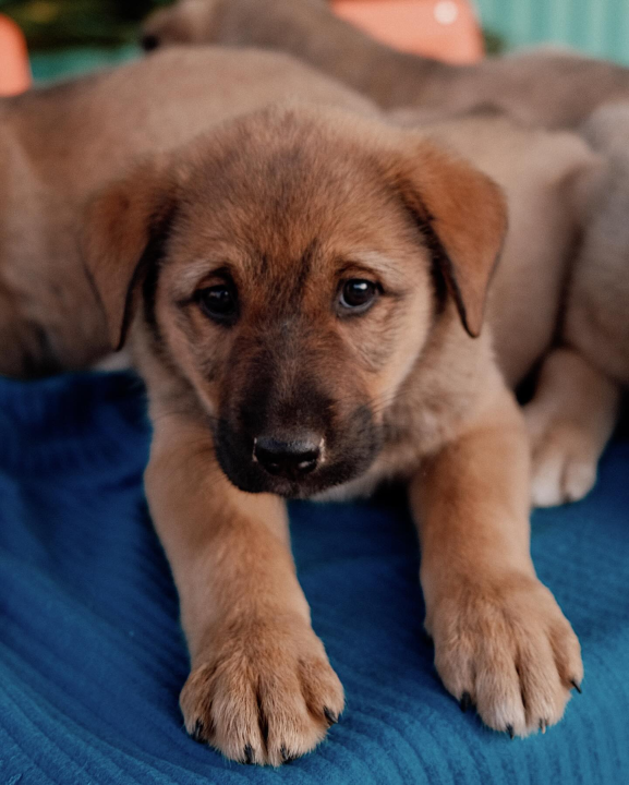 Splitska Zaklada Bestie i djelatnici NP Krka spasili štence kod Roškog slapa