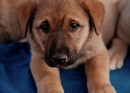 Fotografija 4 -  Splitska Zaklada Bestie i djelatnici NP Krka spasili štence kod Roškog slapa