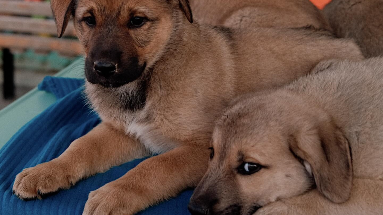 Dirljiva akcija spašavanja kod Drniša: Splitska Zaklada Bestie i djelatnici NP Krka spasili štence kod Roškog slapa