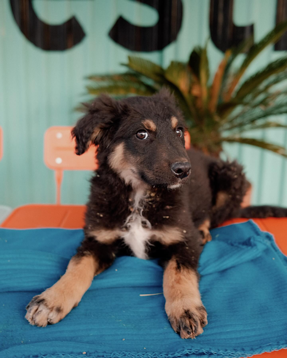 Splitska Zaklada Bestie i djelatnici NP Krka spasili štence kod Roškog slapa