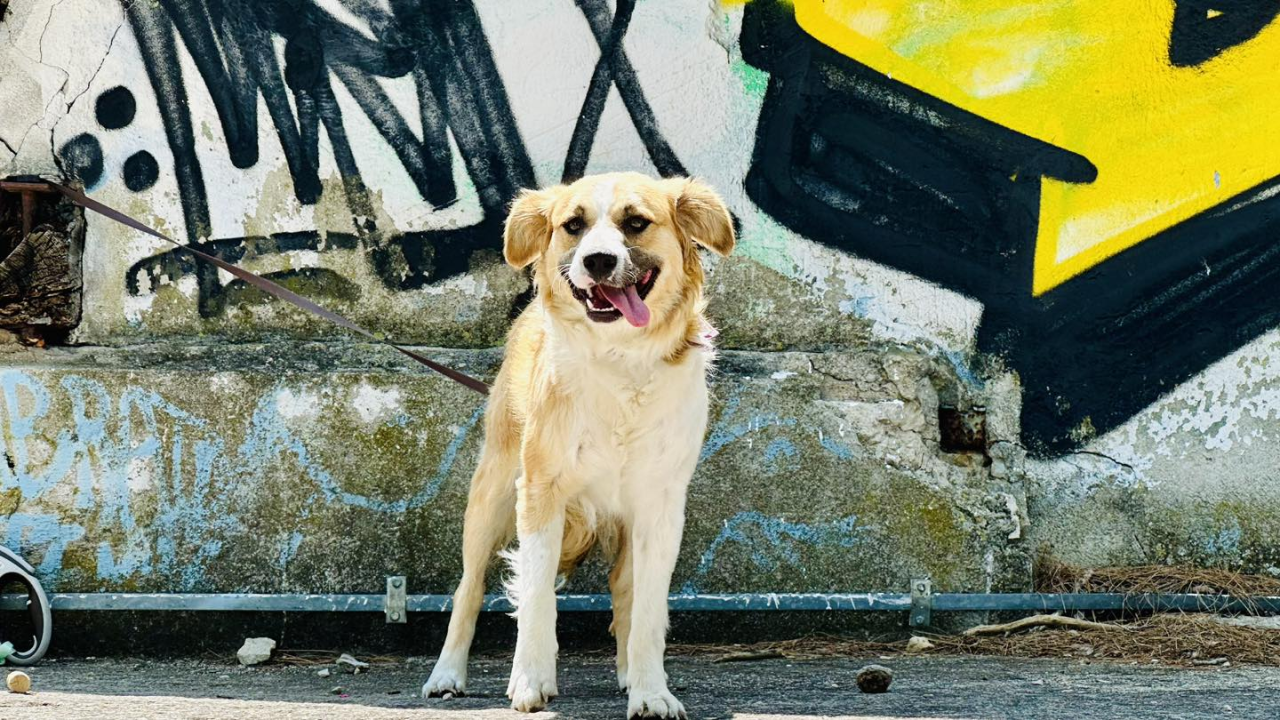 Mlada Destiny iz Šibenskih šapa traži dom pun sigurnosti i ljubavi