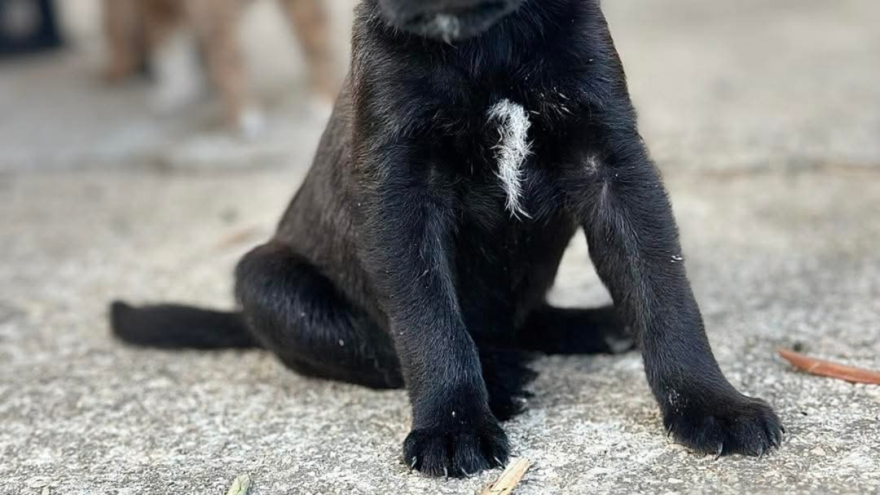 Pomozimo prekrasnoj Luni iz Šibenskih šapa da pronađe dom koji zaslužuje