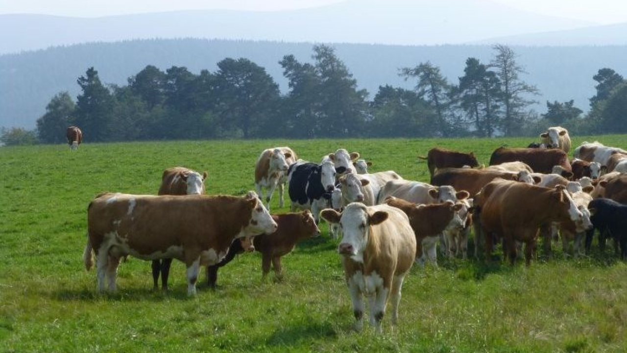 U susjedstvu se pojavila bolest kvrgave kože