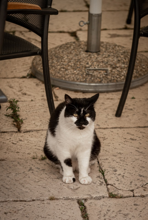 Kalelarga - Srce Šibenika koje pamti priče generacija