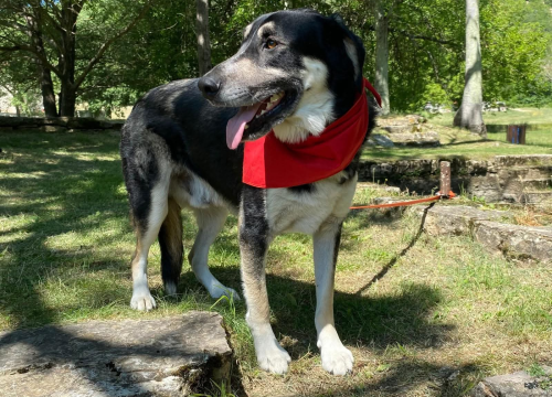 Fotografija 3 - Apel iz Šibenskih šapa: Zorro – pas čije srce još uvijek čeka svoj dom