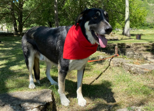 Fotografija 2 - Apel iz Šibenskih šapa: Zorro – pas čije srce još uvijek čeka svoj dom