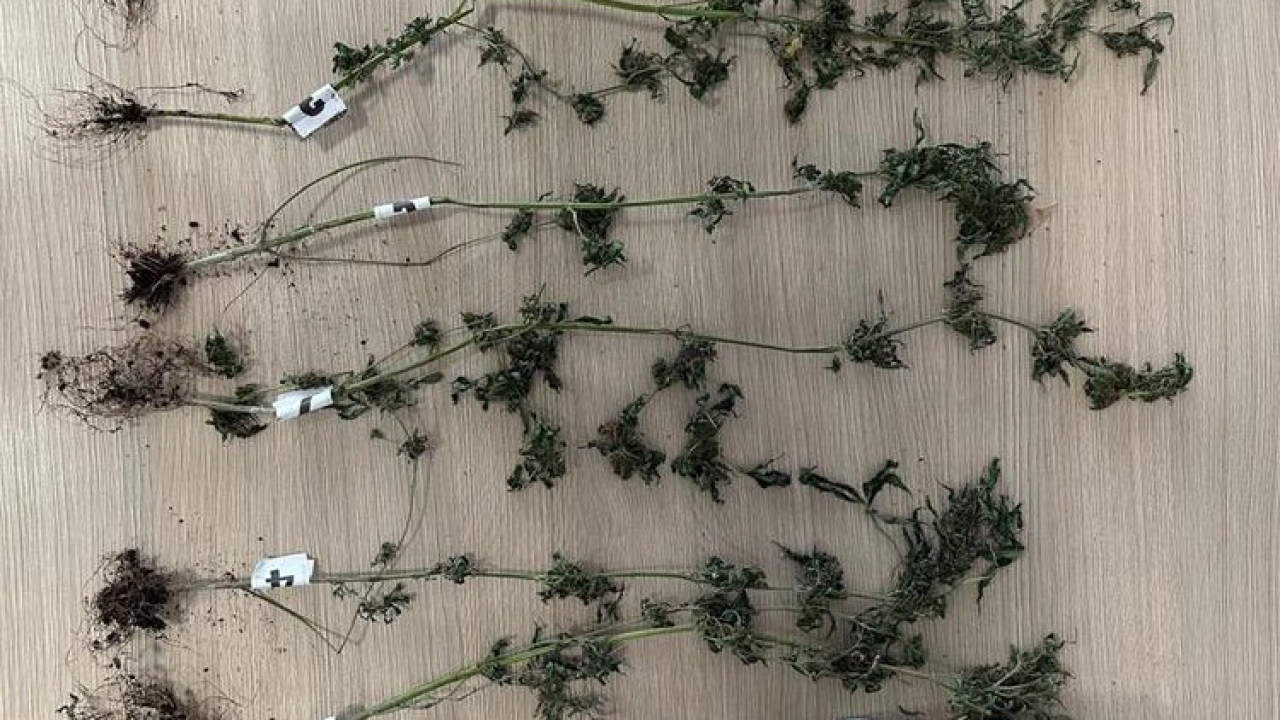 Policija u Kninu pronašla drogu, oružje i streljivo. Protiv dvojice (62 i 28) podnesene prijave