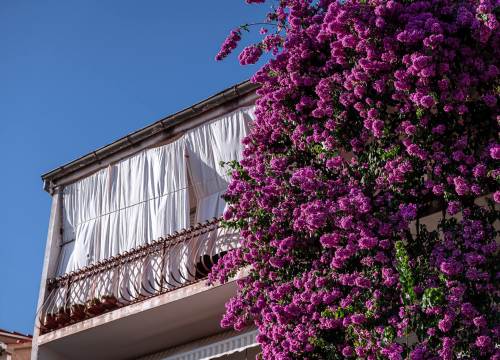 Fotografija 22 - Na brdu iznad Šibenika: Mažurice s pogledom na grad, mirom i zajedništvom