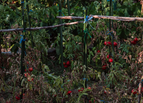 Fotografija 4 - Na brdu iznad Šibenika: Mažurice s pogledom na grad, mirom i zajedništvom