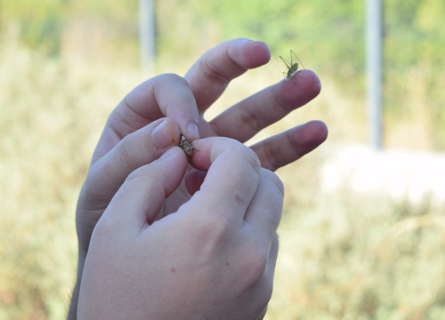 Fotografija 17 - Mladi čuvari prirode: Junior Ranger grupa okupila se u Eko kampusu 'Krka' Puljani