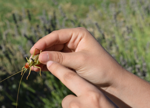 Fotografija 15 - Mladi čuvari prirode: Junior Ranger grupa okupila se u Eko kampusu 'Krka' Puljani