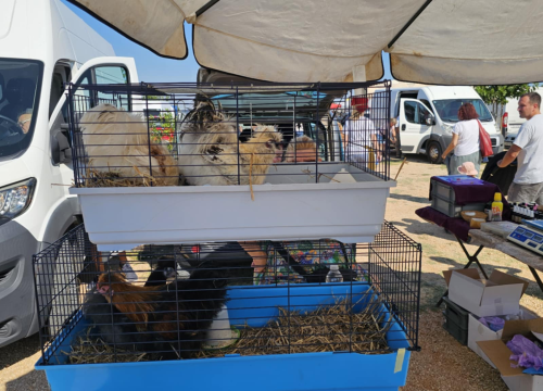 Fotografija 14 - Ni vrućine nisu spriječile masu ljudi da obilježe 'sveti deseti'