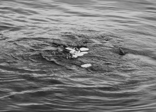 Fotografija 2 - U četvrtak otvorenje izložbe 'Val od soli' Nataše Ninić