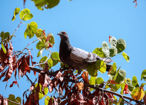Fotografija 7 - Šibenski Stari grad – kameni labirint povijesti i života