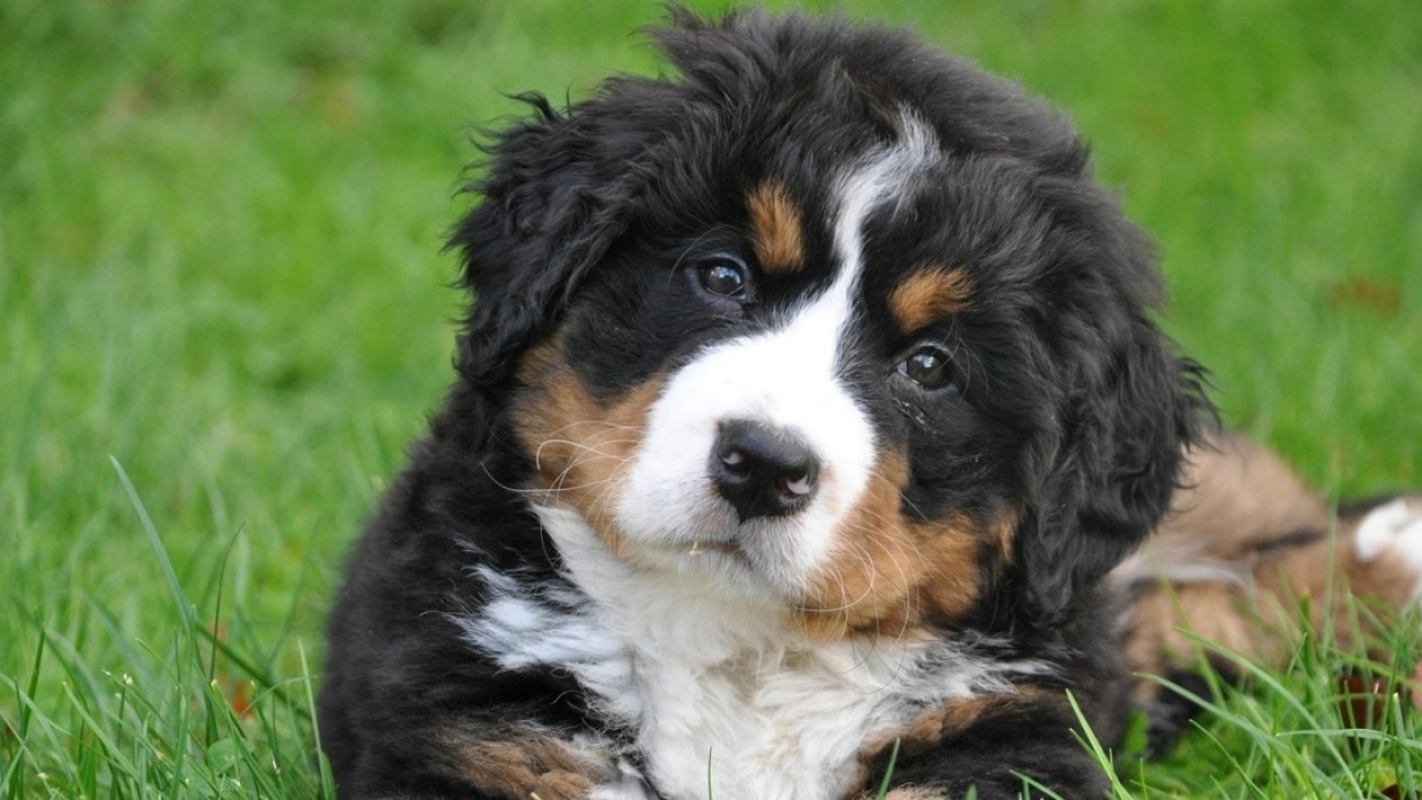 Spremni na suradnju: Ovo je sedam najposlušnijih pasmina pasa