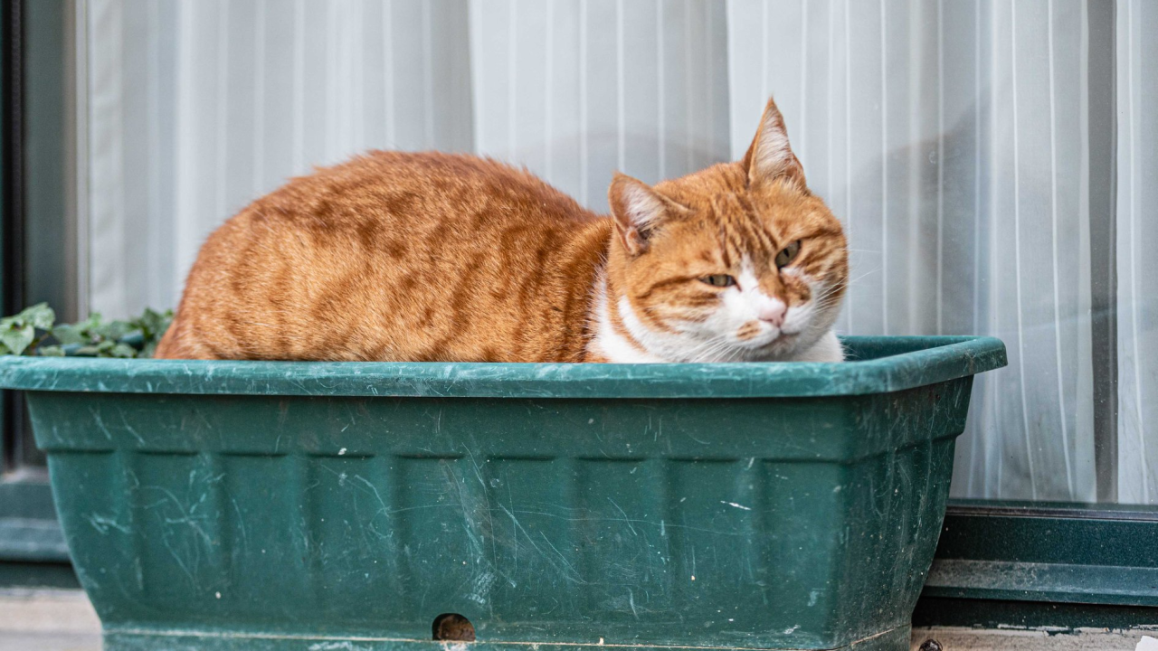 Jeste li primijetili slovo M na čelu? Pet razloga zašto su narančaste mace toliko posebne