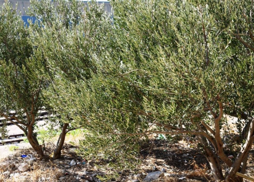 Berba na tuđi račun: U Grebaštici ukradene masline s više stabala