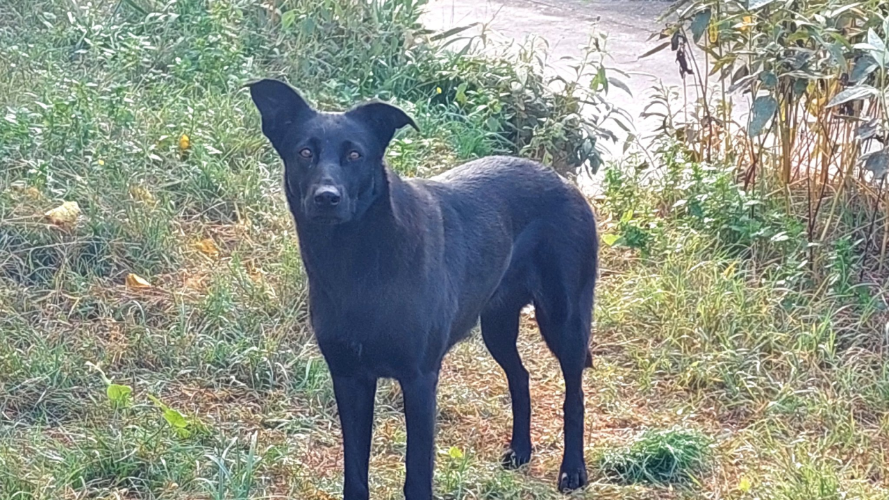 Na Zlarinu je netko ostavio mladog crnog psa. Iz Mjesnog odbora uputili apel za udomljavanje