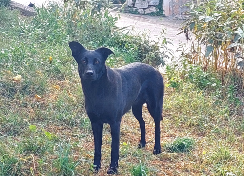 Na Zlarinu je netko ostavio mladog crnog psa. Iz Mjesnog odbora uputili apel za udomljavanje