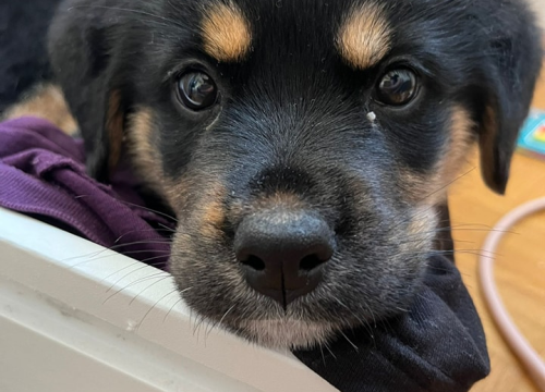 Fotografija 2 - Josie, Rayder i Taylor: Zdravi i veseli štenci čekaju priliku da postanu dio nečije obitelji