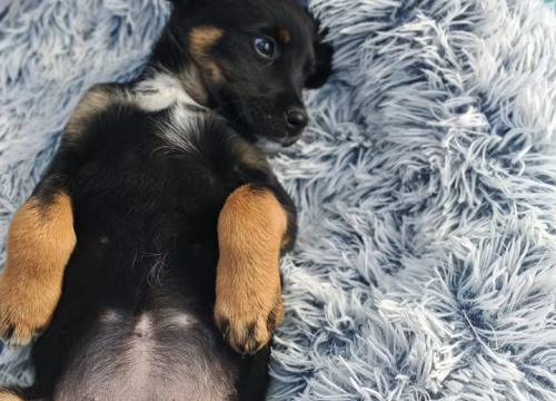 Fotografija 3 - Josie, Rayder i Taylor: Zdravi i veseli štenci čekaju priliku da postanu dio nečije obitelji