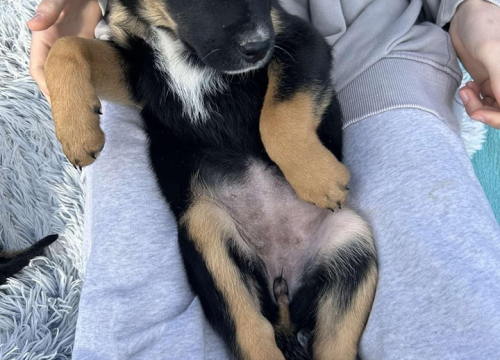 Fotografija 5 - Josie, Rayder i Taylor: Zdravi i veseli štenci čekaju priliku da postanu dio nečije obitelji