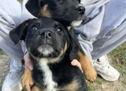 Fotografija 4 - Josie, Rayder i Taylor: Zdravi i veseli štenci čekaju priliku da postanu dio nečije obitelji