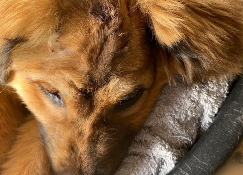 Fotografija 5 - Spašeni psić s Promine traži svoj zauvijek dom, a Šibenske šape pomoć za pokrivanje veterinarskih toškova