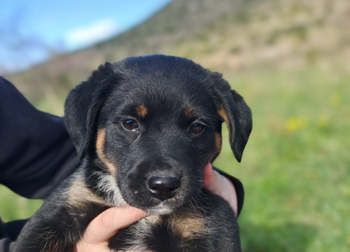 Fotografija 1 - Josie, Rayder i Taylor: Zdravi i veseli štenci čekaju priliku da postanu dio nečije obitelji
