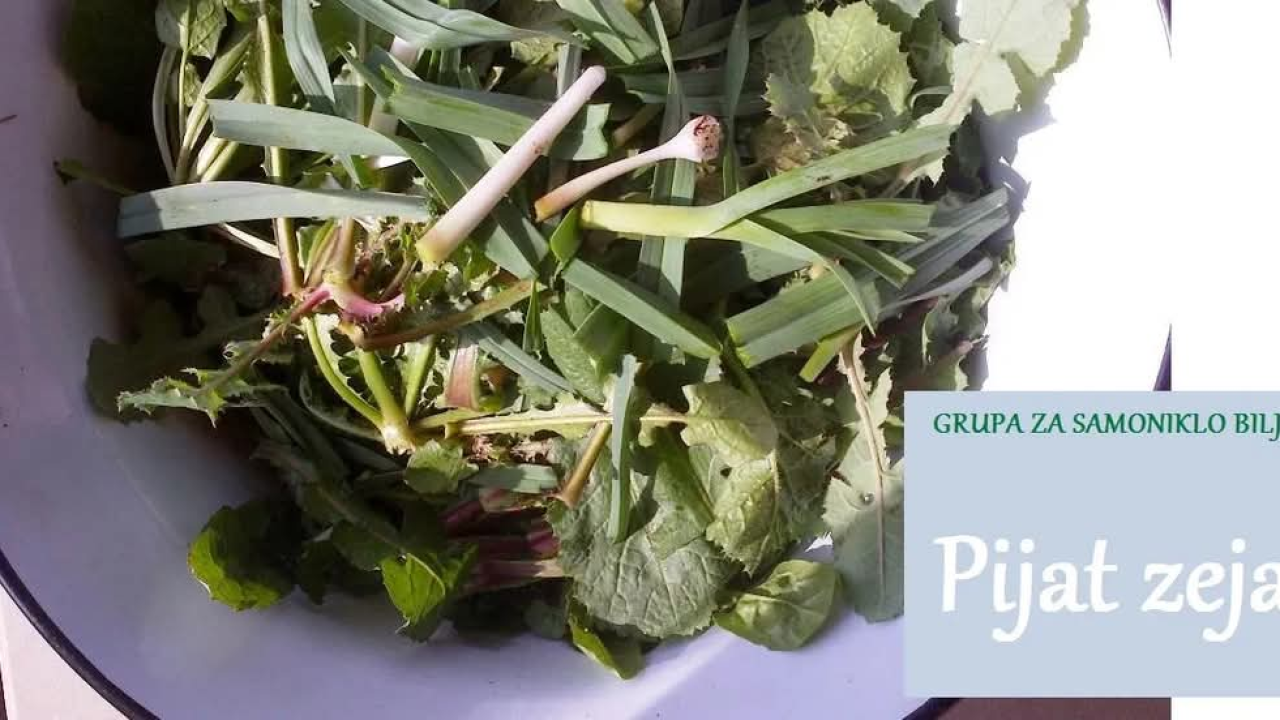 Prepoznavanje i branje 'dibjeg zeja'