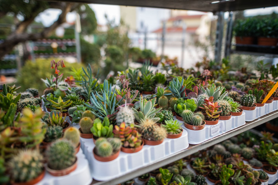 Izaberite nešto baš za sebe iz šarenila cvatnica u Vrtnom centru Dubrava!  