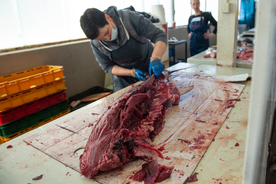 Đir po ribarnici na Veliki petak: 'Uvik je na današnji dan bila gužva, čekalo se u redu za uć po dobru ribu, a vidi sad, ništa'