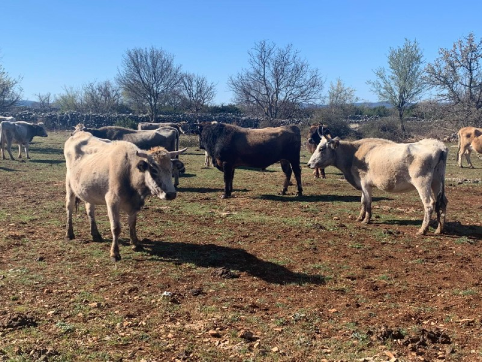 Pauk posjetio uspješne poljoprivrednike drniškog kraja: 'Od mljekarstva se nitko nije obogatio, pa neću ni ja'