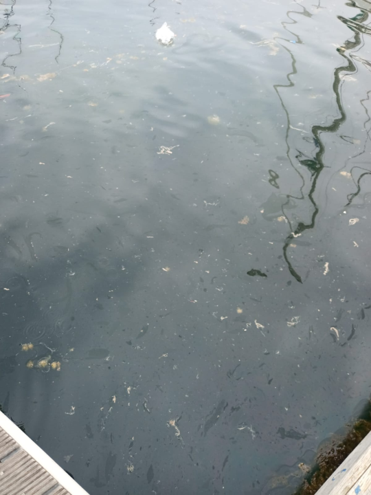 More u Mandalini i dalje prekriveno naftnom mrljom: 'Ovo je sramota za naš turizam'